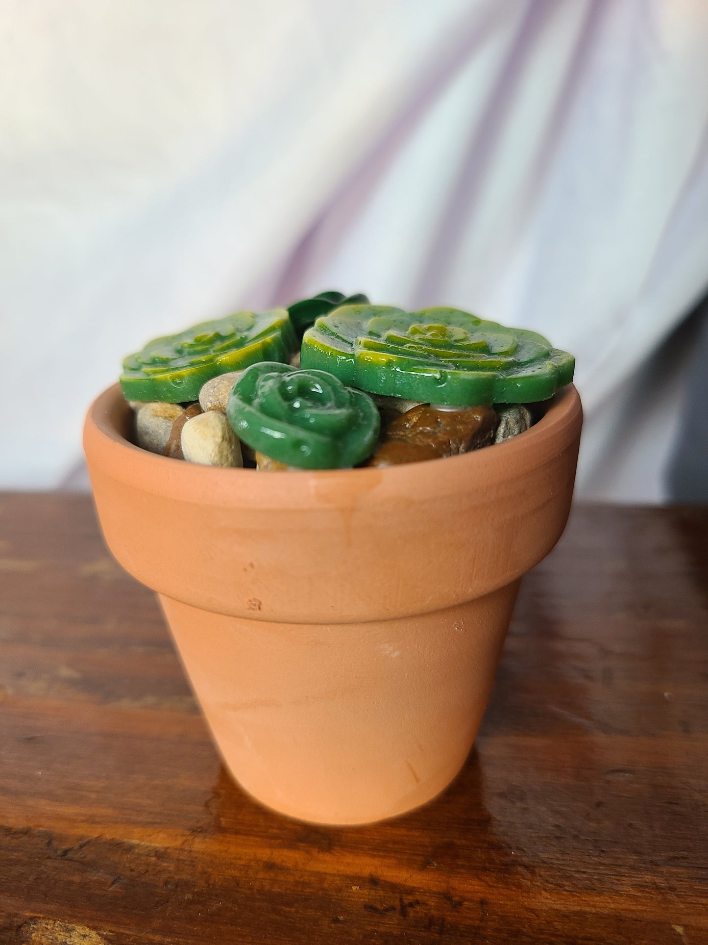 Glass Succulents with Terra Cotta Pot