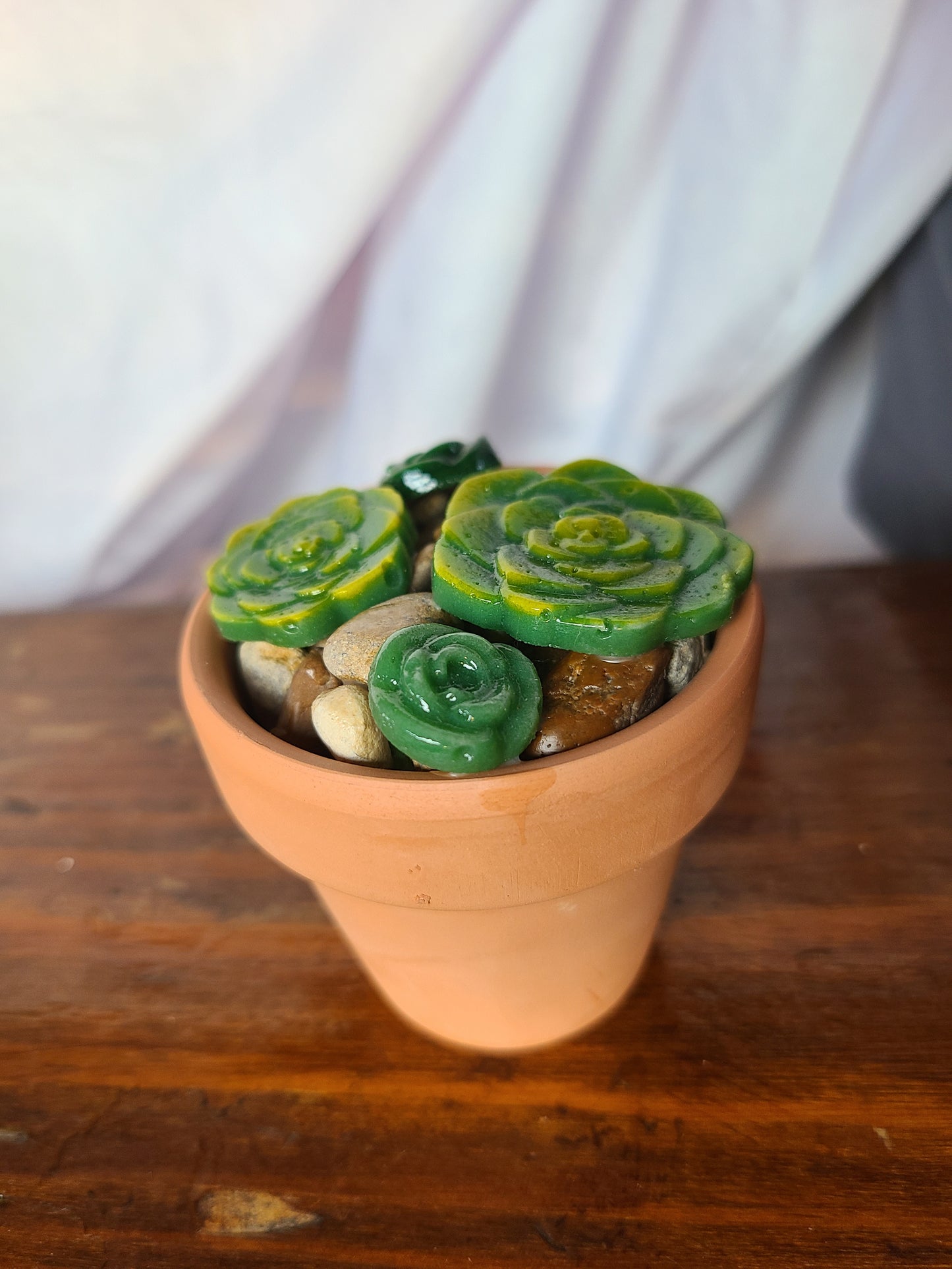 Glass Succulents with Terra Cotta Pot