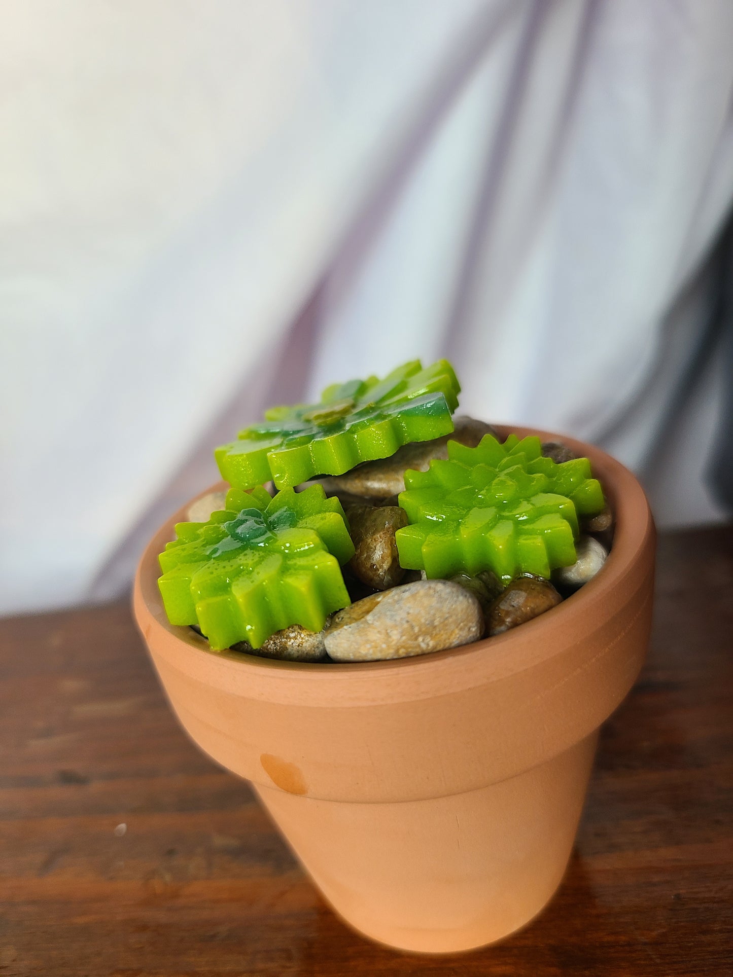 Glass Succulents with Terra Cotta Pot