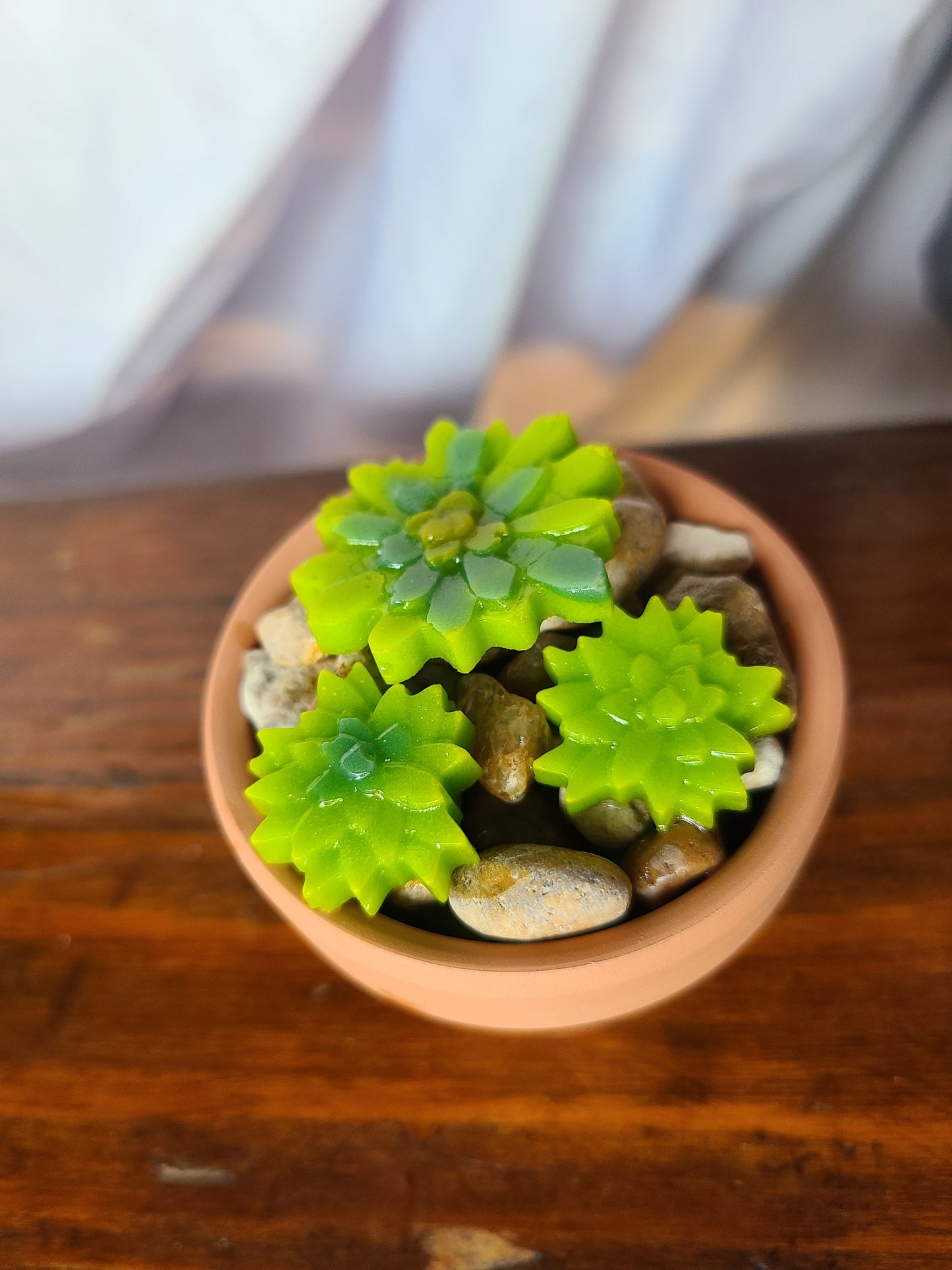 Glass Succulents with Terra Cotta Pot